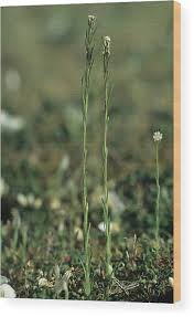 Attēlu rezultāti vaicājumam “Arabis hirsuta flower”