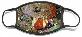 Image result for Placopecten magellanicus