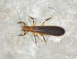 Attēlu rezultāti vaicājumam “Plecoptera”