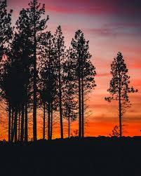 Image result for sunset