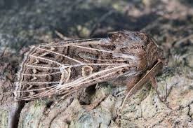 Attēlu rezultāti vaicājumam “Tholera decimalis male”