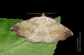 Attēlu rezultāti vaicājumam “Laspeyria flexula”