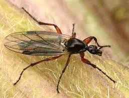 Attēlu rezultāti vaicājumam “Bibionidae female”