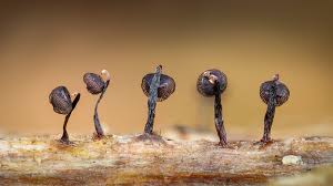 Attēlu rezultāti vaicājumam “Cribraria argillacea macro”