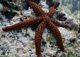 Attēlu rezultāti vaicājumam “Nardia geoscyphus”