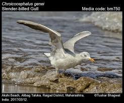 Image result for Chroicocephalus genei