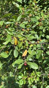 Attēlu rezultāti vaicājumam “Frangula alnus fruit”