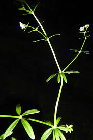 Attēlu rezultāti vaicājumam “Galium elongatum”