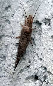 Attēlu rezultāti vaicājumam “Machilidae”