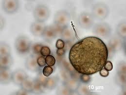 Attēlu rezultāti vaicājumam “Didymium serpula”