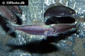 Image result for Pagellus bogaraveo