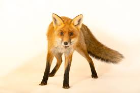 Attēlu rezultāti vaicājumam “Vulpes vulpes”