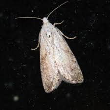 Attēlu rezultāti vaicājumam “Aphomia sociella”