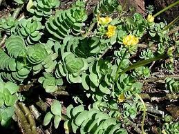 Attēlu rezultāti vaicājumam “Portulacaceae”