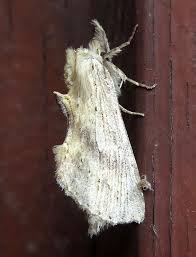 Attēlu rezultāti vaicājumam “Pterostoma palpina larva”