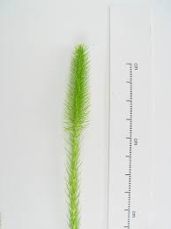 Attēlu rezultāti vaicājumam “Lycogala botrydium”