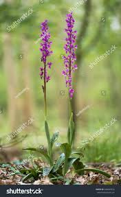 Attēlu rezultāti vaicājumam “Orchis mascula flower”