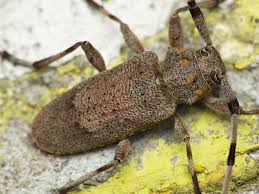 Attēlu rezultāti vaicājumam “Acanthocinus aedilis”