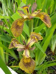 Attēlu rezultāti vaicājumam “Iris pseudacorus”