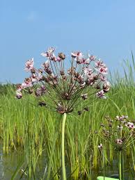 Attēlu rezultāti vaicājumam “Butomus umbellatus fruit”
