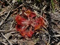 Attēlu rezultāti vaicājumam “Drosera x obovata leaf”