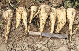 Chicory roots