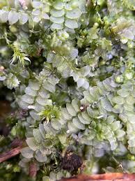 Attēlu rezultāti vaicājumam “Calypogeia”