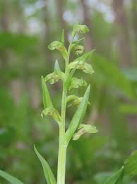 Attēlu rezultāti vaicājumam “Coeloglossum viride flower”