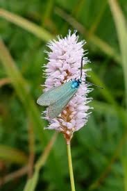 Attēlu rezultāti vaicājumam “Adscita statices”