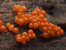 Attēlu rezultāti vaicājumam “Hemitrichia decipiens spores”