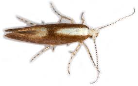 Attēlu rezultāti vaicājumam “Argyresthia albistria”