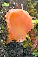 Attēlu rezultāti vaicājumam “Tremiscus helvelloides”