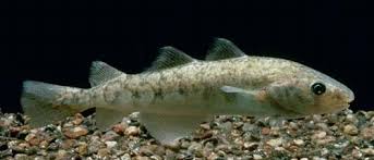 Image result for Microgadus tomcod