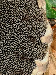 Attēlu rezultāti vaicājumam “Strobilomyces strobilaceus”