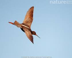 Image result for Tringa erythropus