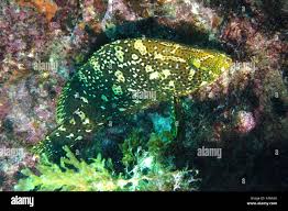 Image result for Dermatolepis inermis