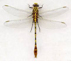 Attēlu rezultāti vaicājumam “Gomphidae”