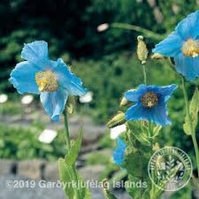 Image result for Meconopsis betonicifolia alba