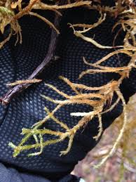 Attēlu rezultāti vaicājumam “Antitrichia curtipendula”