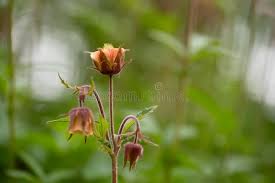 Attēlu rezultāti vaicājumam “Geum rivale flower”