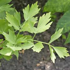 Image result for Liebstöckel