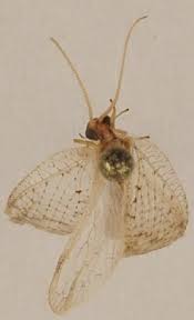 Attēlu rezultāti vaicājumam “Hemerobius perelegans”