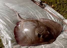 Image result for Hypanus say