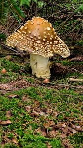 Attēlu rezultāti vaicājumam “Amanita regalis”