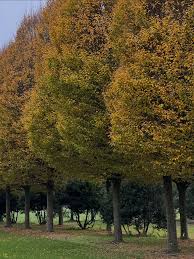 Attēlu rezultāti vaicājumam “Carpinus”