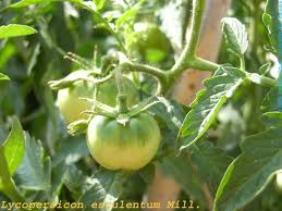 Attēlu rezultāti vaicājumam “Lycopersicon esculentum”