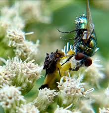 Attēlu rezultāti vaicājumam “Palomena prasina imago”