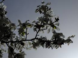 Attēlu rezultāti vaicājumam “Magnolia kobus”