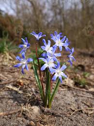 Attēlu rezultāti vaicājumam “Scilla luciliae”