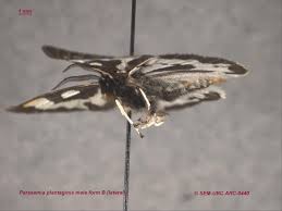 Attēlu rezultāti vaicājumam “Parasemia plantaginis male”